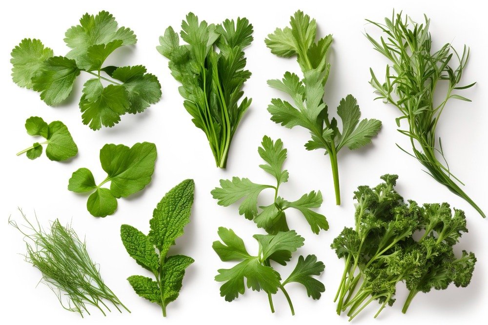 Fresh Herbs from Morocco – Fruilég Fresh